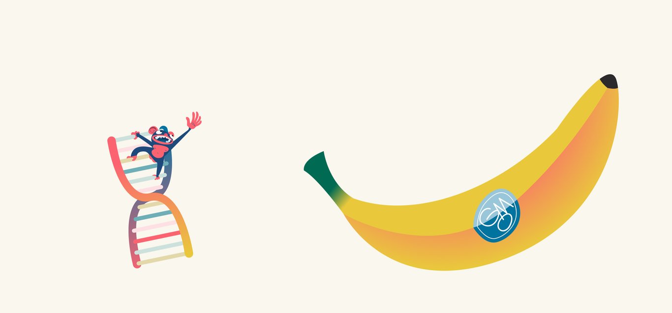 illustrasjon: ape på et dna molekyl strekker seg mot genmodifisert banan