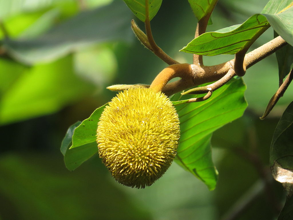 Artocarpus