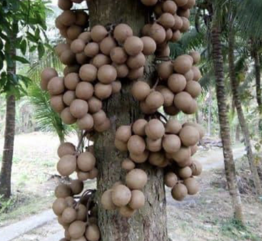 Kepel (stelococarpus burahol)