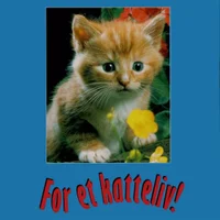 For et katteliv!