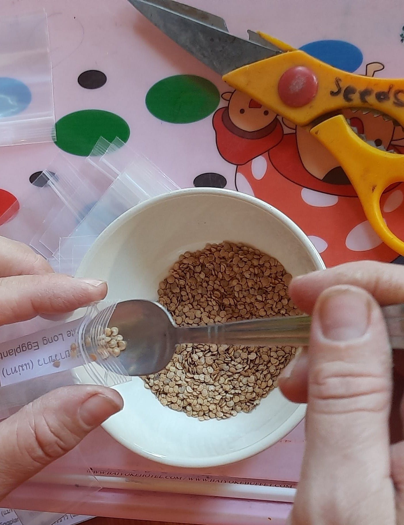 Close-up photo of hands scooping up some brinjal seeds from a white bowl with a small teaspoon, and transferring it to a small ziplock bag.