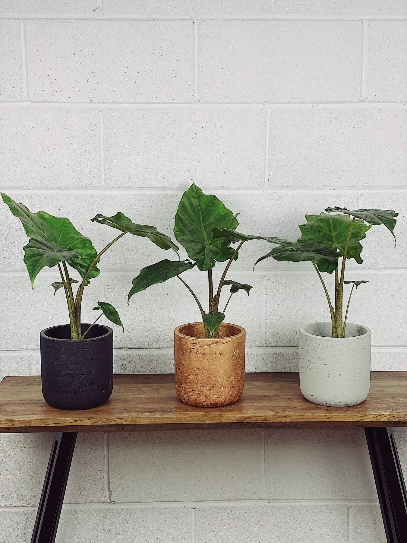 Alocasia Small