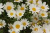 White Daisy