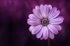 Purple Daisybush