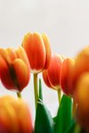 Orange Tulips