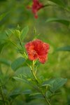 Red Hibiscus