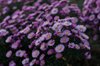 Purple Asters