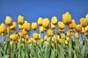 Yellow Tulips