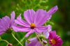 Purple Cosmos