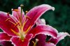 Pink Daylily