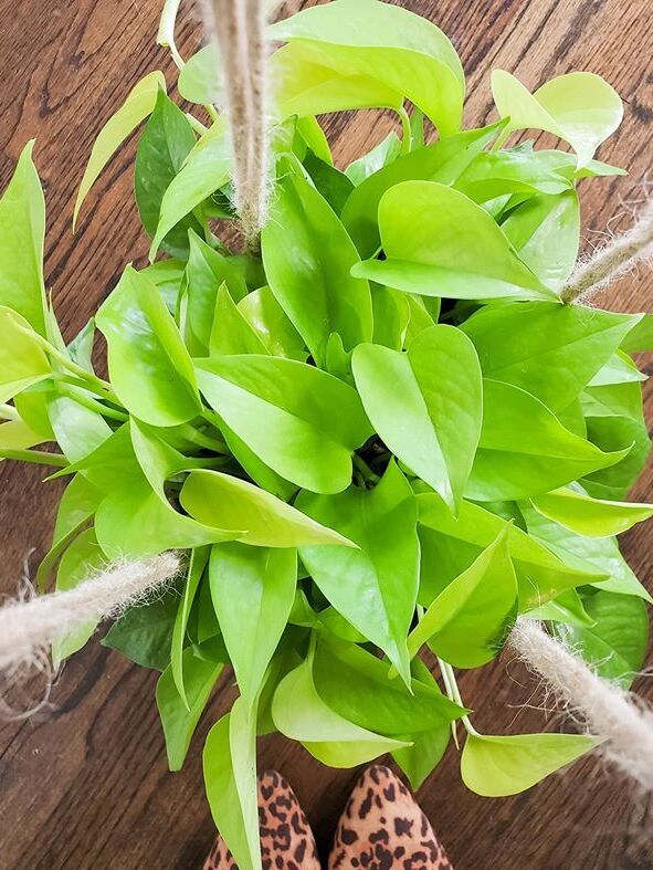 Golden Pothos