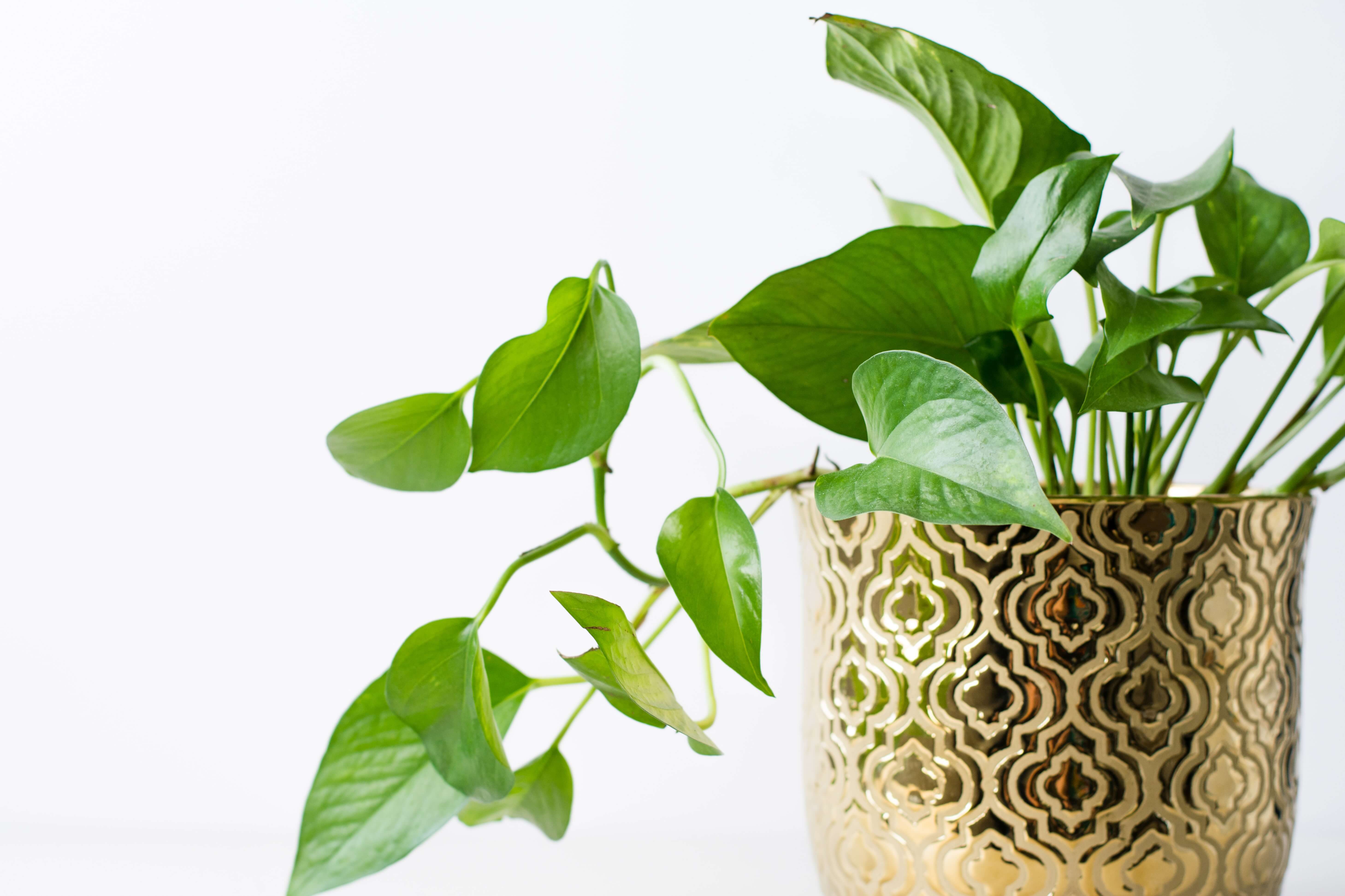 Golden Pothos