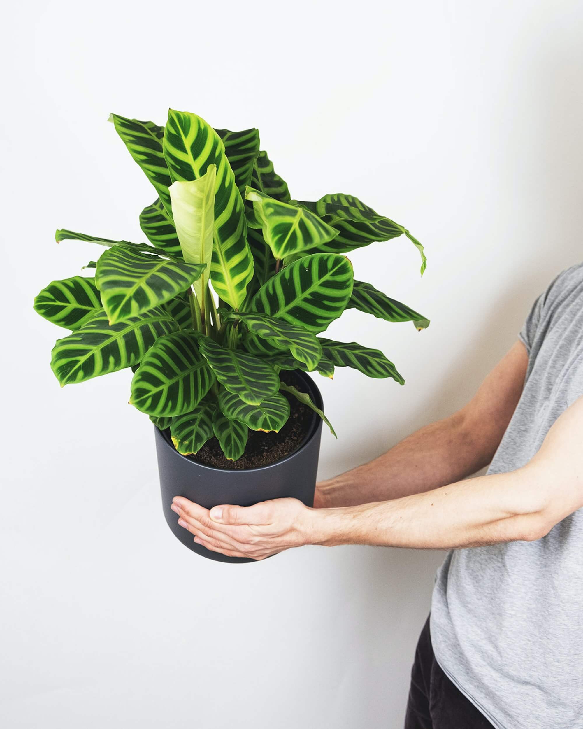 Калатея зебрина. Калатея Zebrina. Calathea Zebrina/Калатея зебрина. Калатея Варшевича.