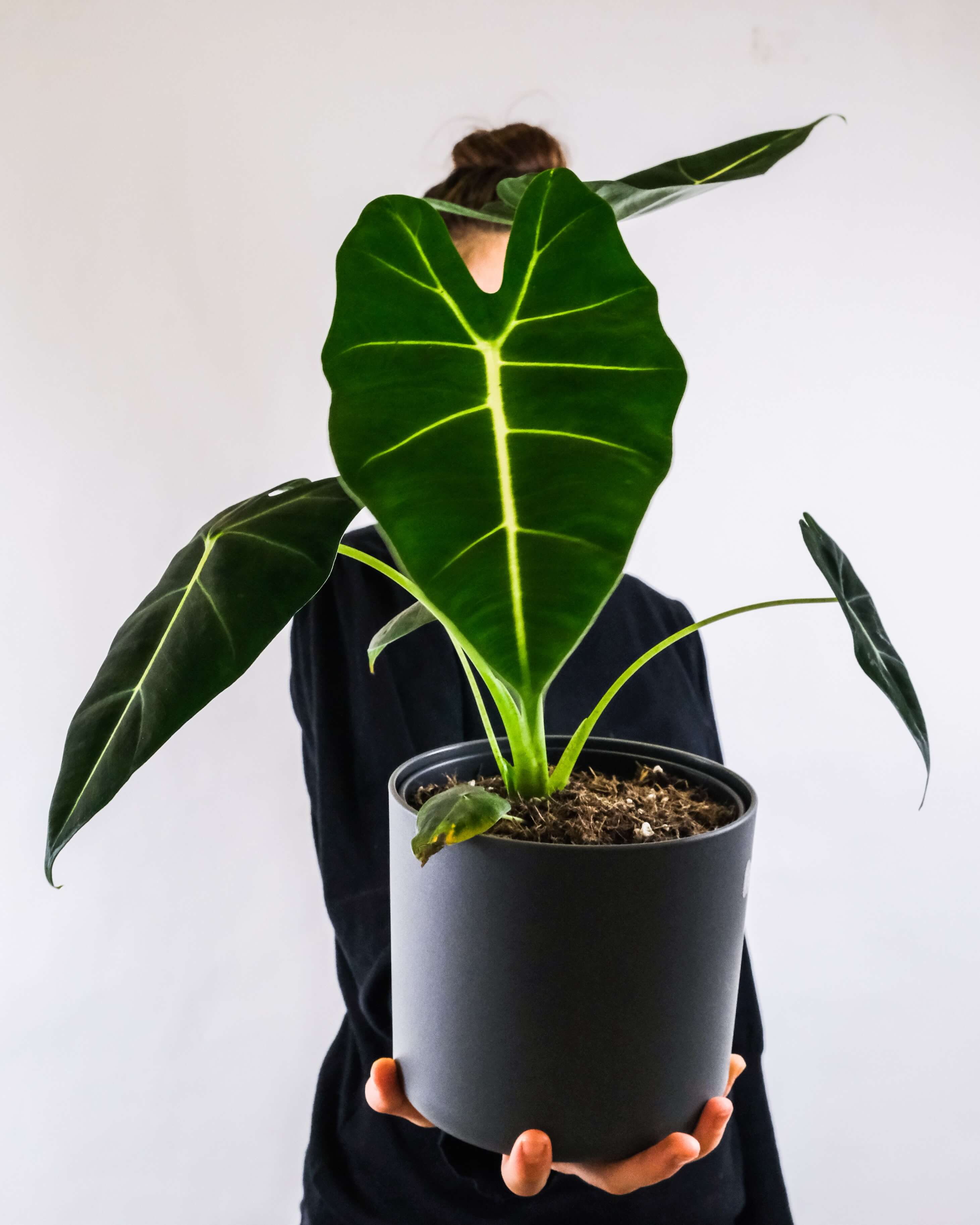 Alocasia