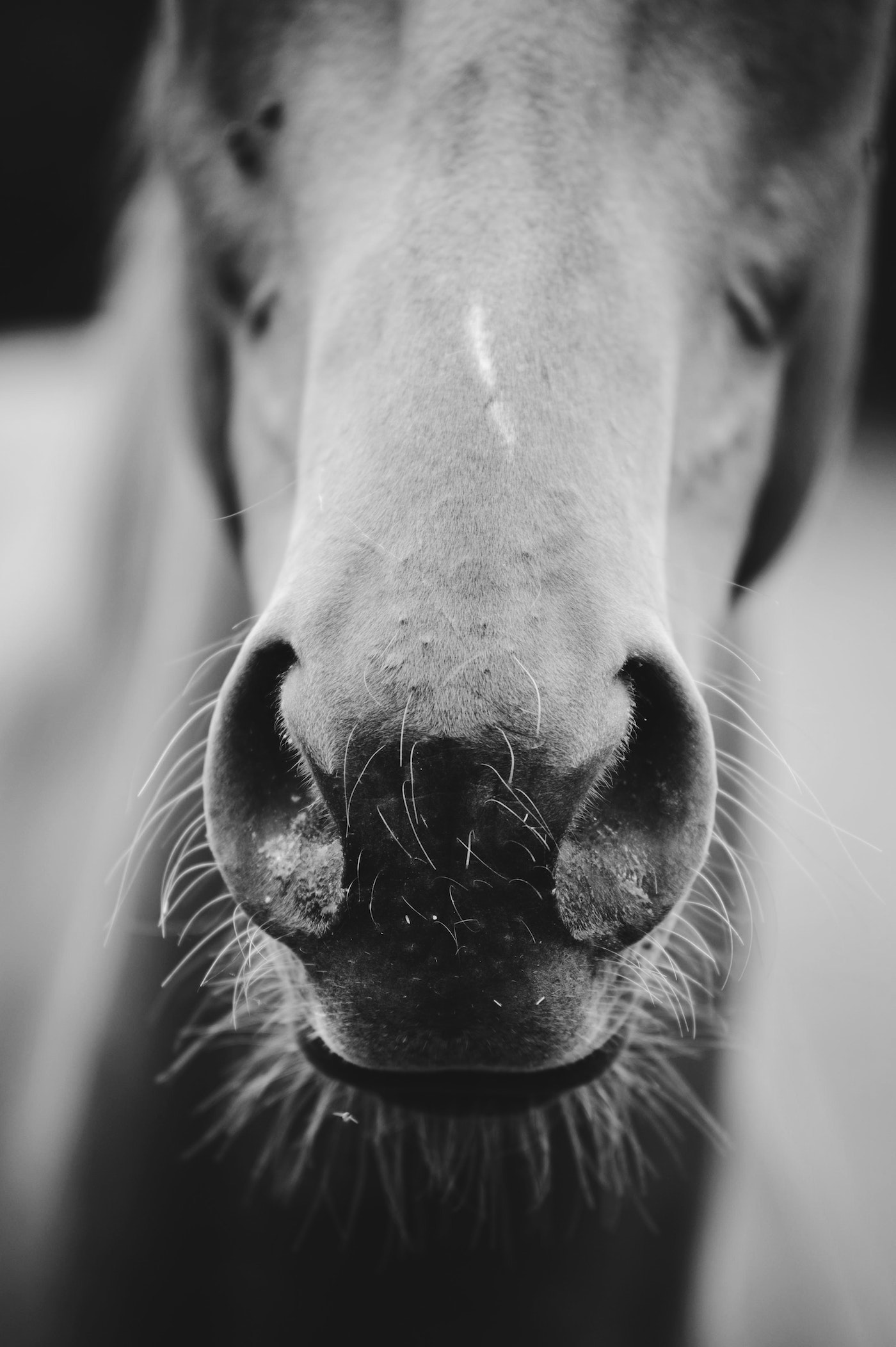 Horse Up Close