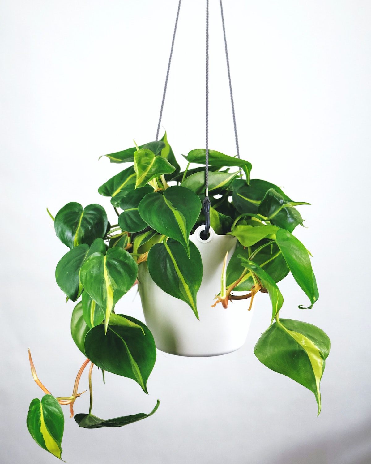Philodendron Scandens Brazil
