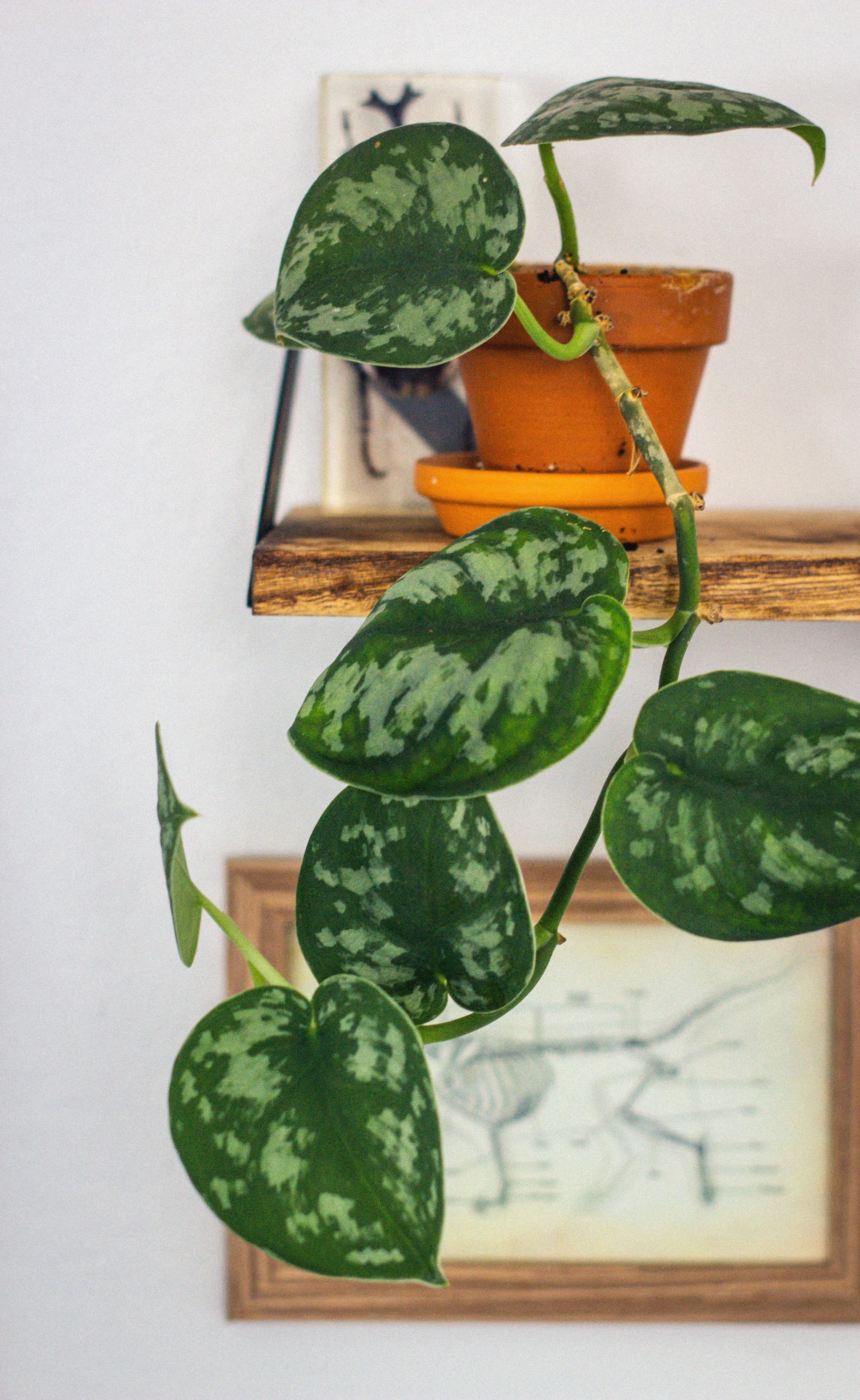 Golden pothos in a pot on a self.