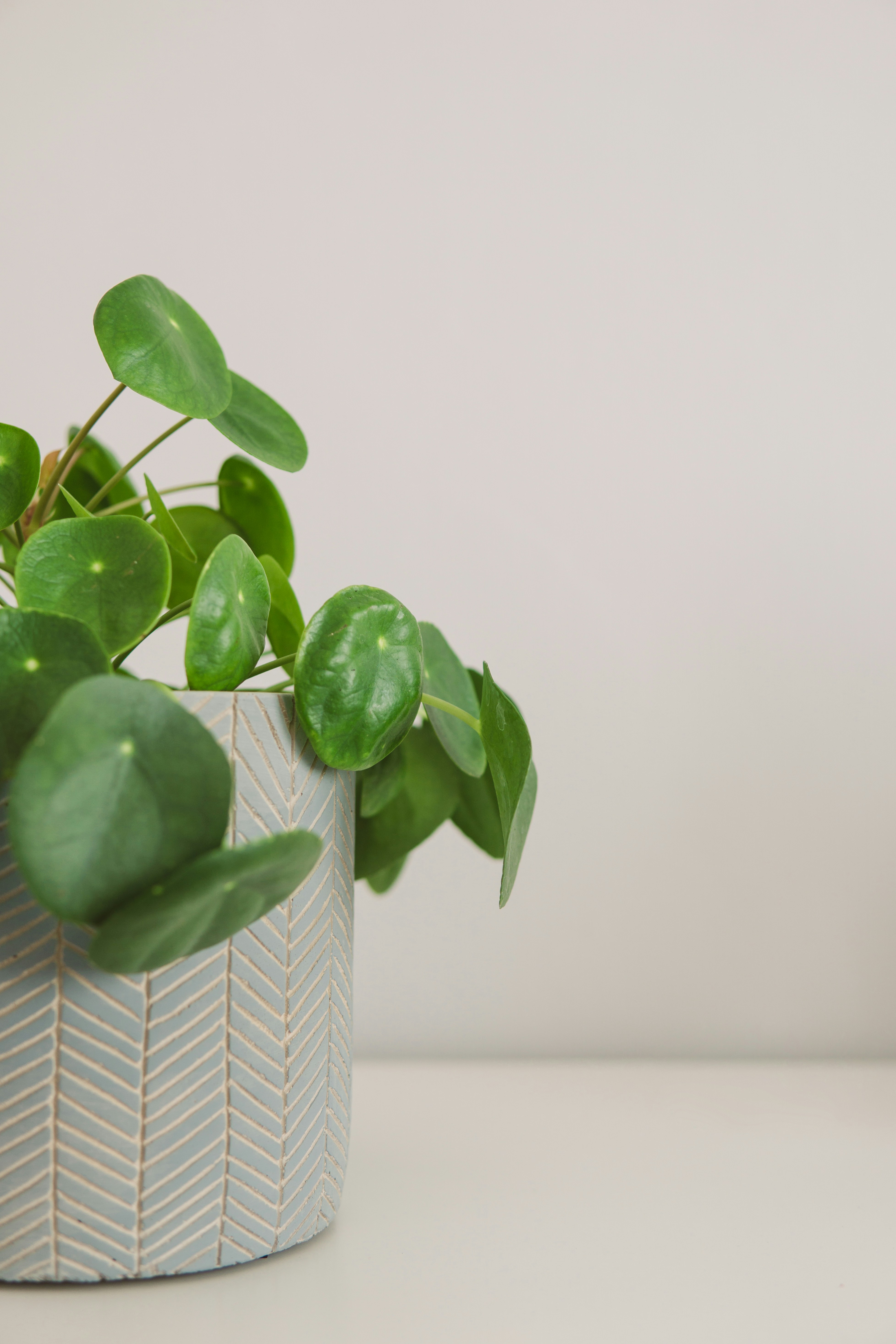 Pilea plant on a shelf