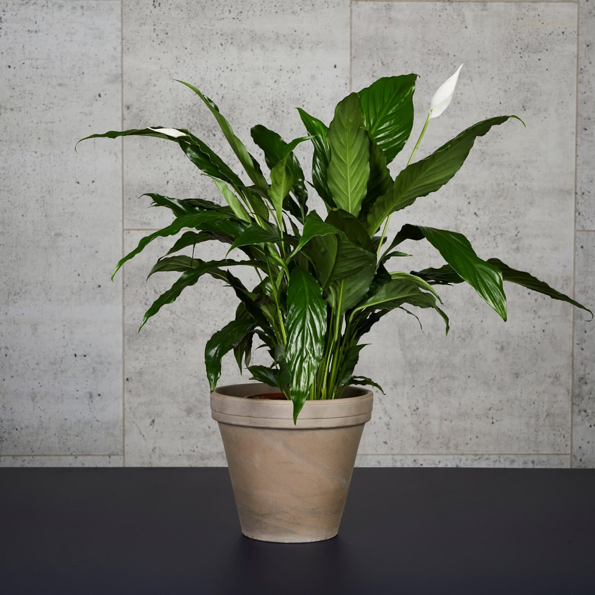 Fredslilje er en vakker plante med blanke, grønne blader og blomstrer med hvite bladrosetter i midten av planten.
