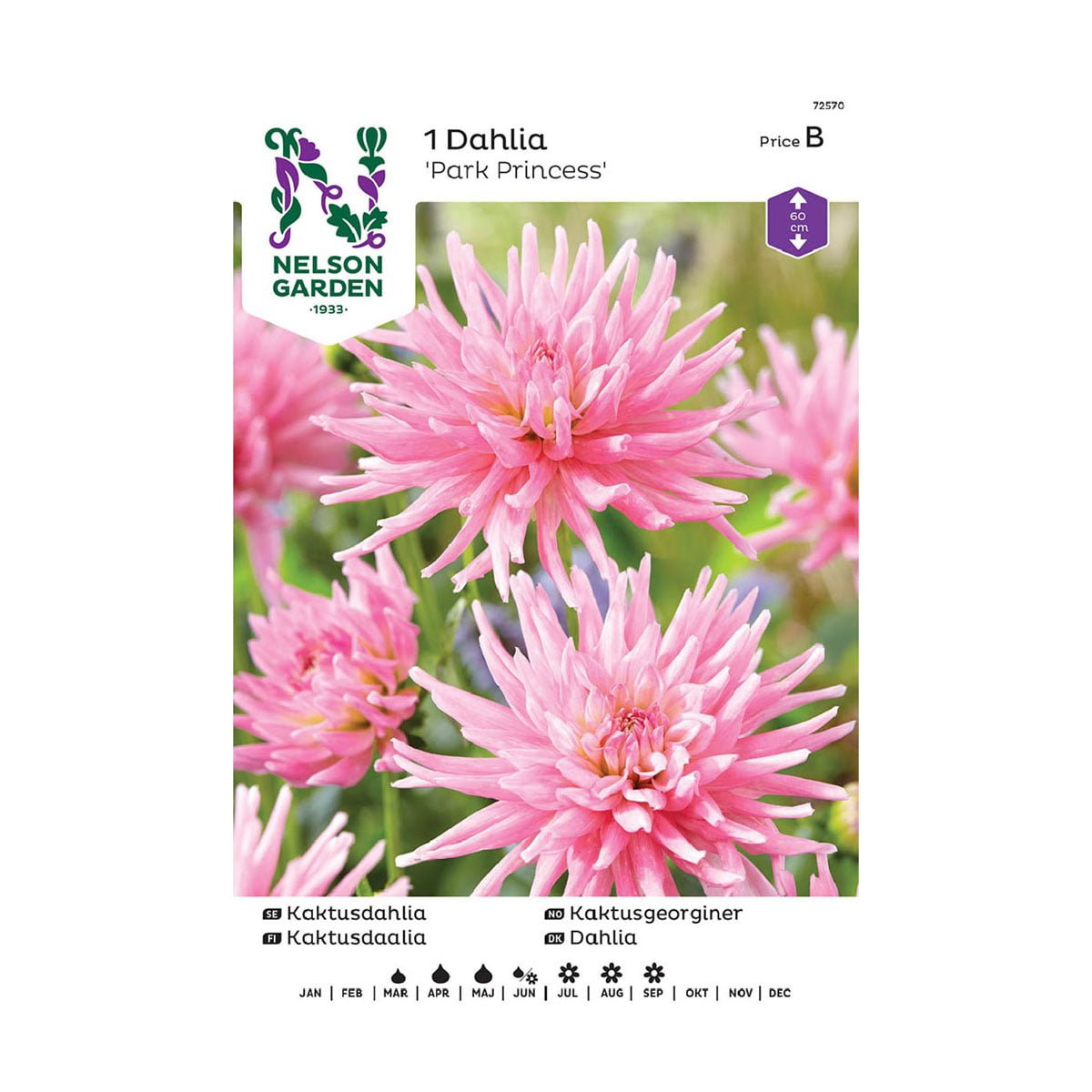 Nelson Garden blomsterløk - rosa georgine Park Princess