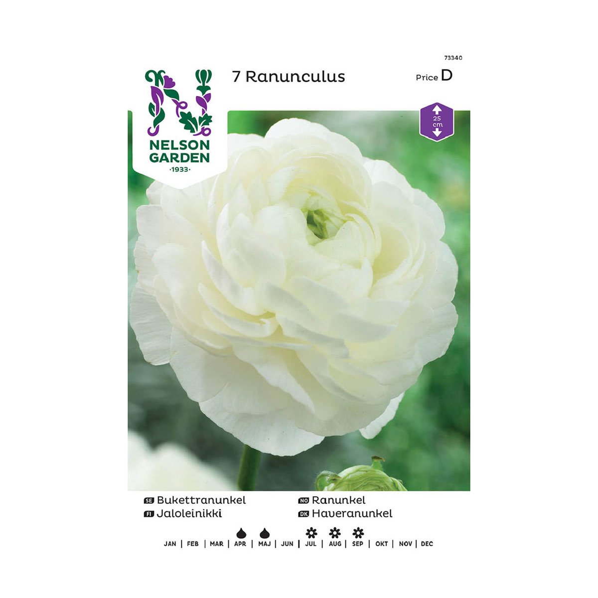 Løk av hvit Ranunkel Ranunculus