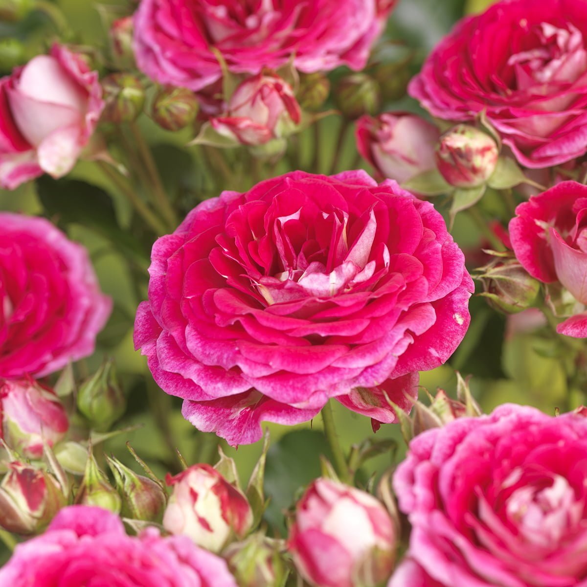 Klaserose 'Cerice Flower Circus'