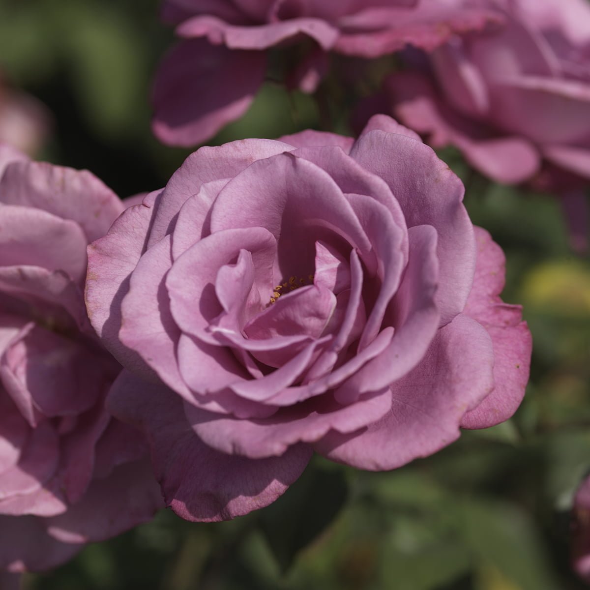 Klaserose 'Lavender Flower Circus'
