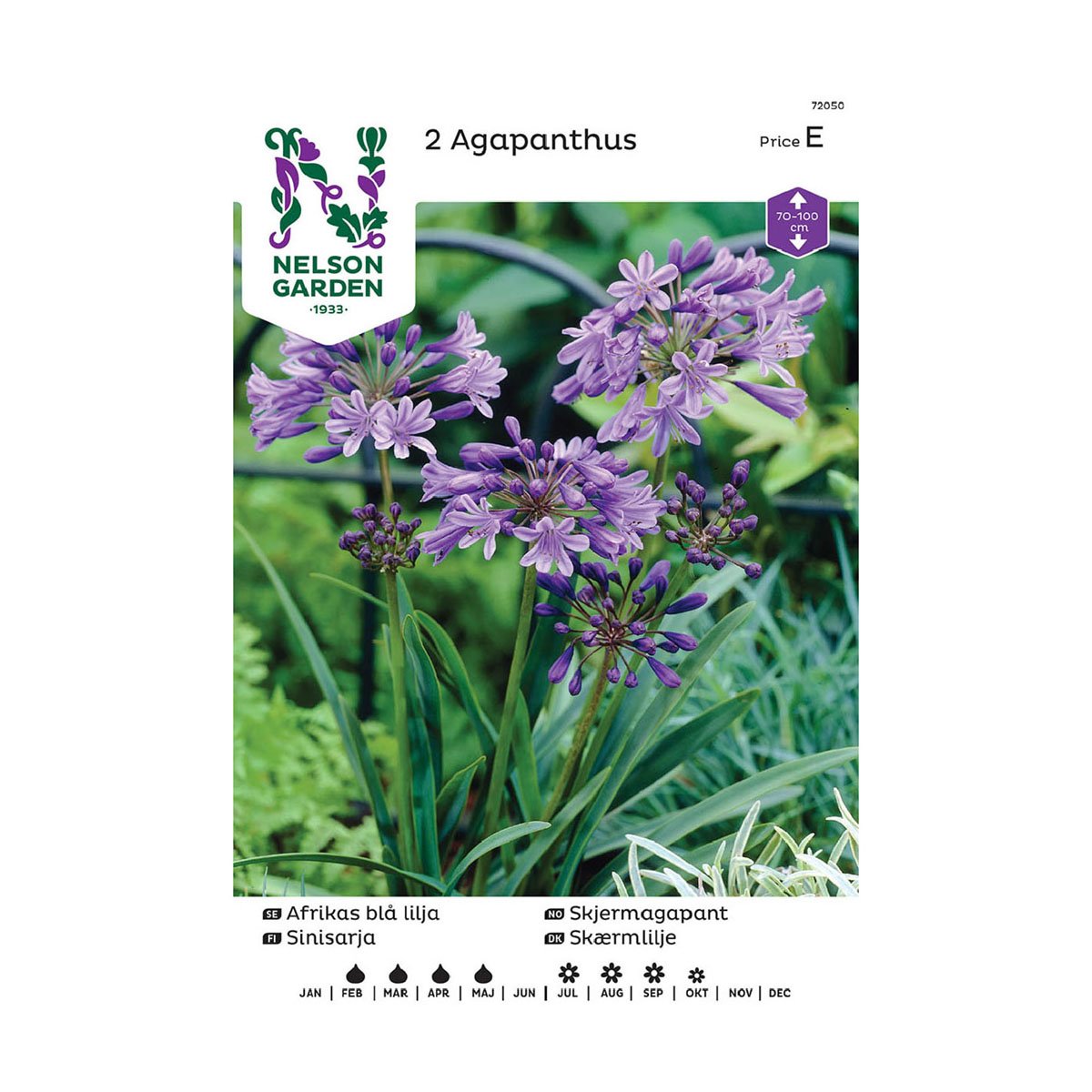 Nelson Garden blomsterløk - blå skjermagapant