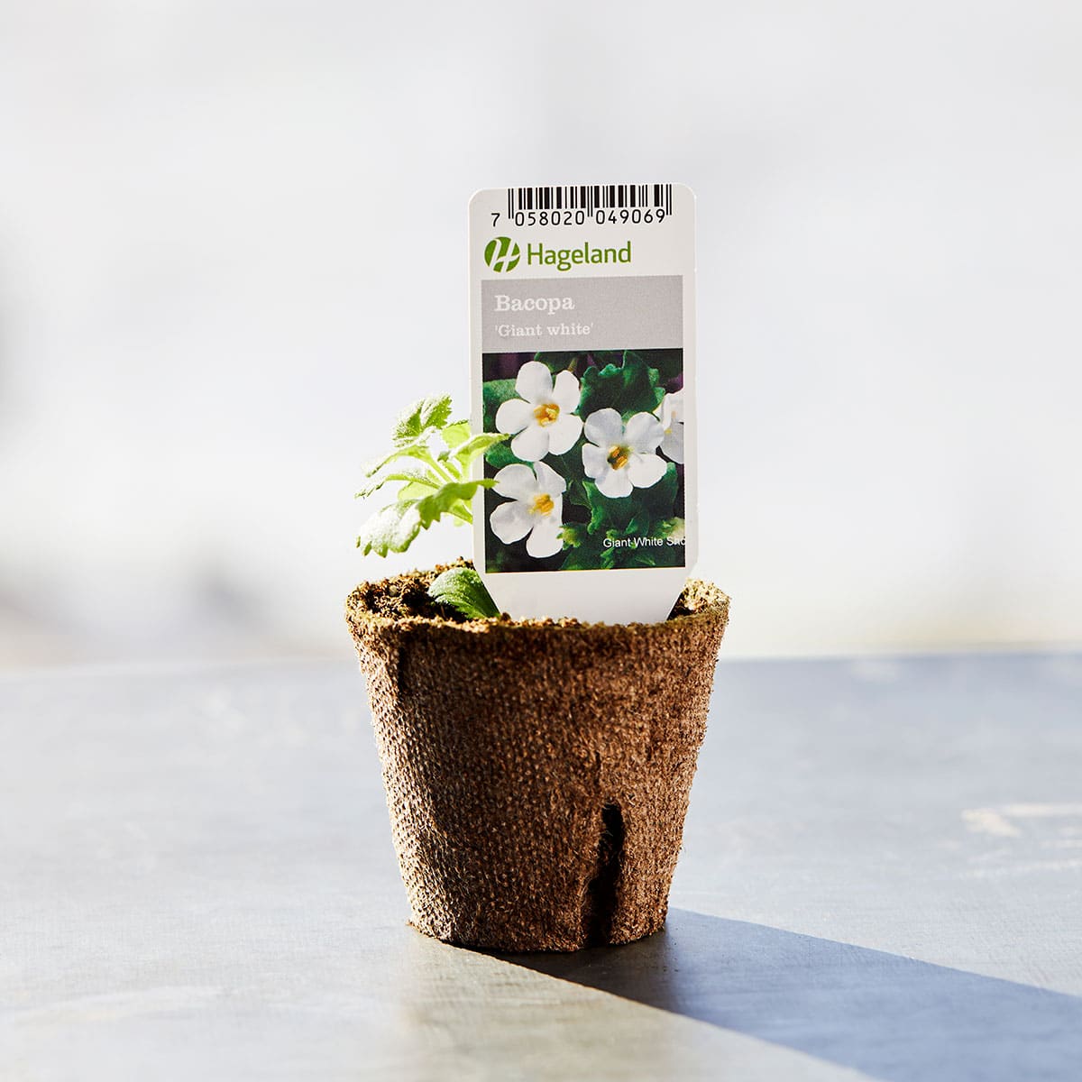 Bacopa finnes i fargesjatteringer i rosa, lilla og hvitt, men den hvite varianten er mest populær.