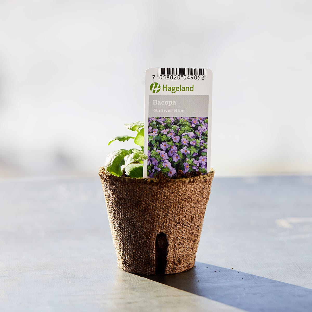 Bacopa finnes i fargesjatteringer i rosa, lilla og hvitt, men den hvite varianten er mest poulær.