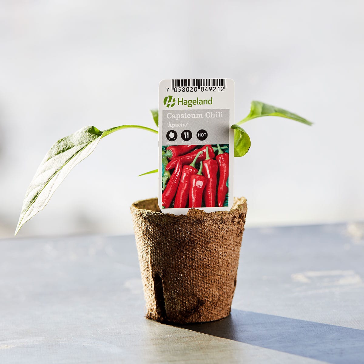 Paprika får smaksrike og saftige frukter utover sommeren om planten får stå på en solrik og varm vokseplass.
