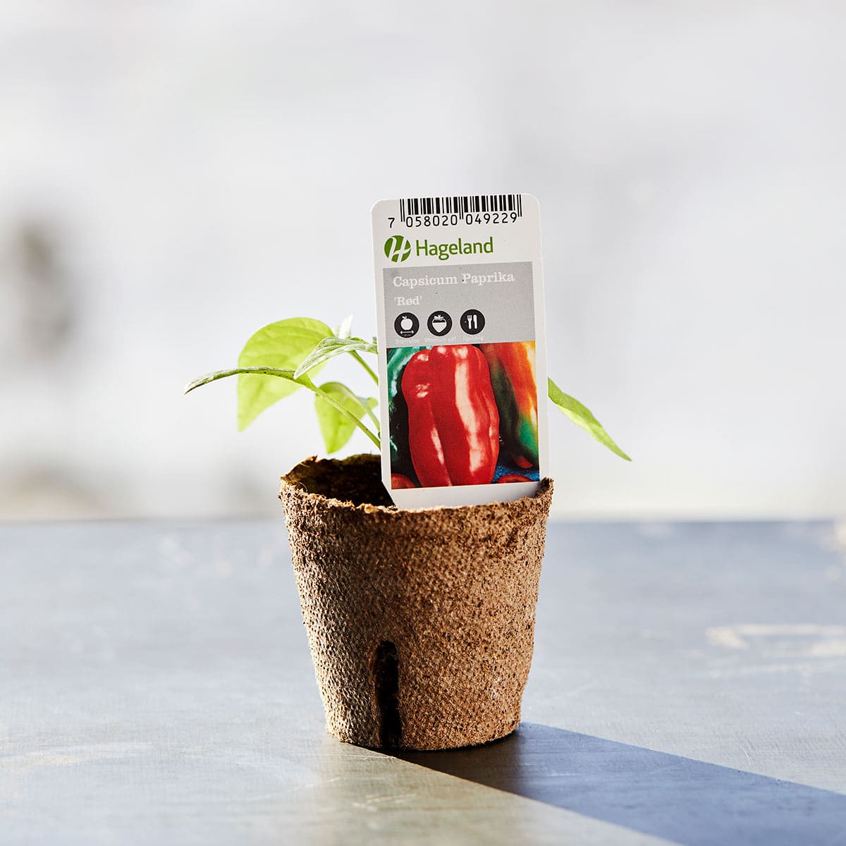 Paprika får smaksrike og saftige frukter utover sommeren om planten får stå på en solrik og varm vokseplass.