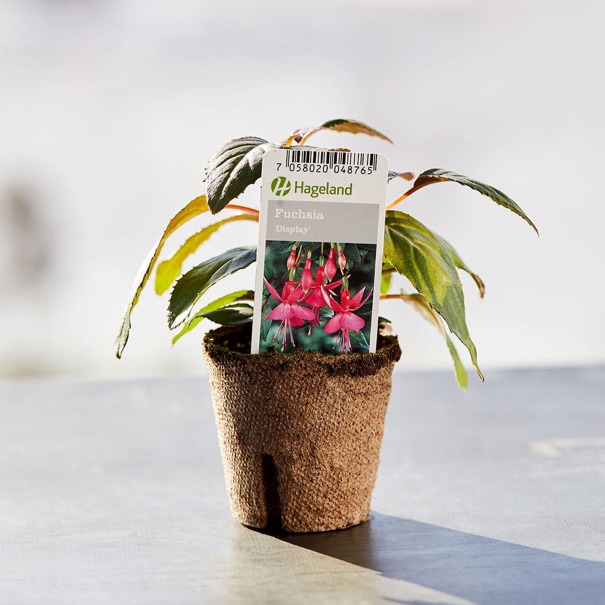 Fuksia, også kalt Tåre, er en av våre gode gamle sommerblomster. Den er blomsterrik og trives like godt i skygge som i sol.
