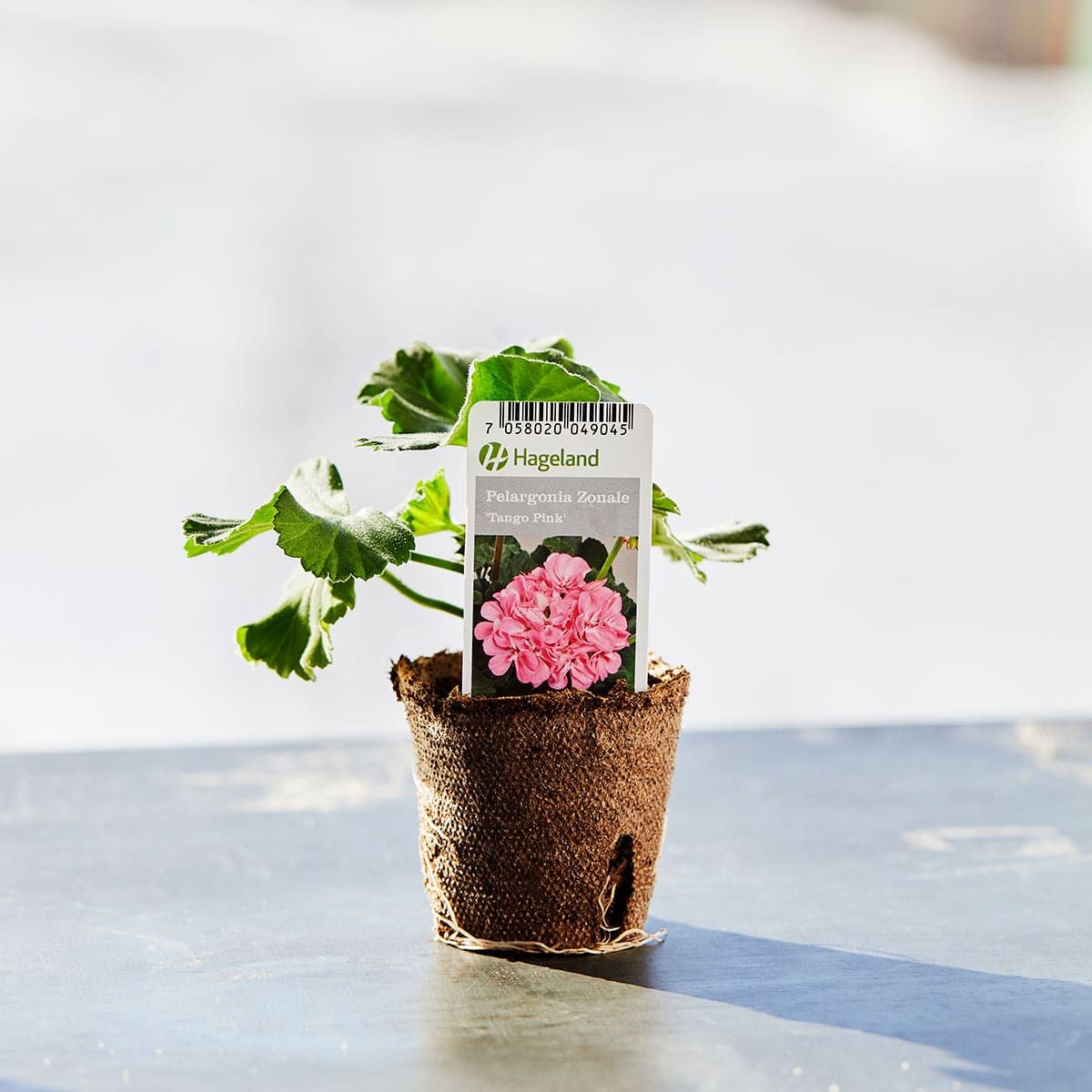 Pelargonium er en av våre mest brukte sommerblomster. den finnes stort sett i fargene rødt, hvitt og rosa.