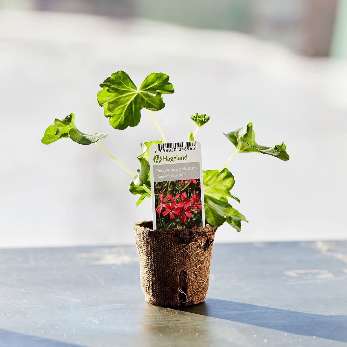 Slyngpelargonia finnes i mange ulike farger, men mest populær er den røde varianten.