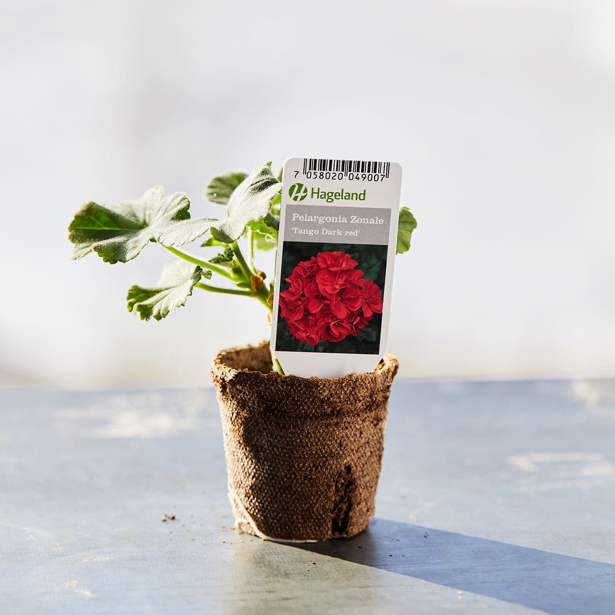Slyngpelargonia finnes i mange ulike farger, men mest populær er den røde varianten.