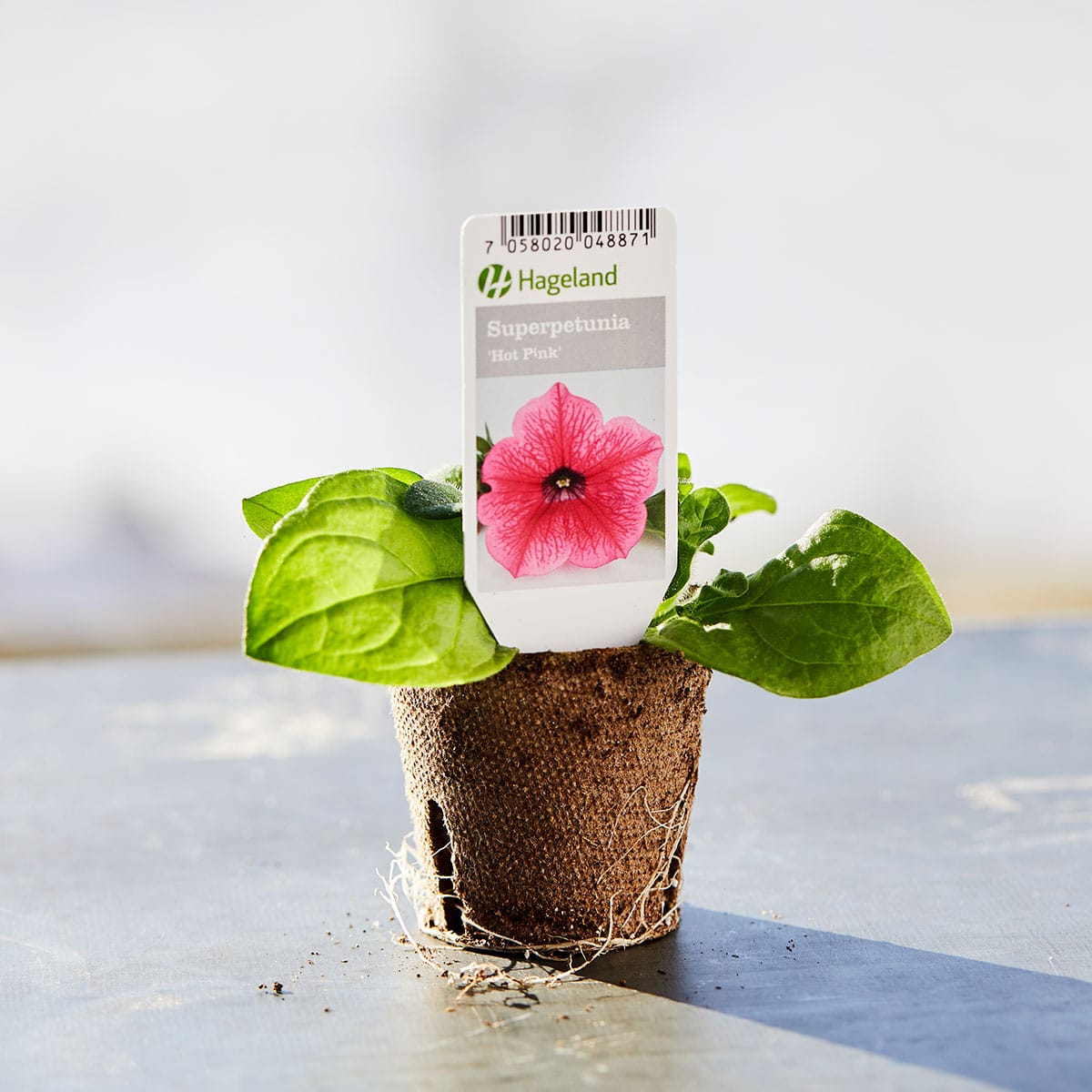 Petunia finnes i mange farger. Den vokser utbredt og blir ca 30 cm høy. Trives best på en lun plass i sol/halvskygge.