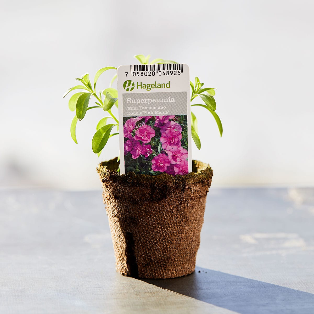 Petunia finnes i mange farger. Den vokser utbredt og blir ca 30 cm høy. Trives best på en lun plass i sol/halvskygge.