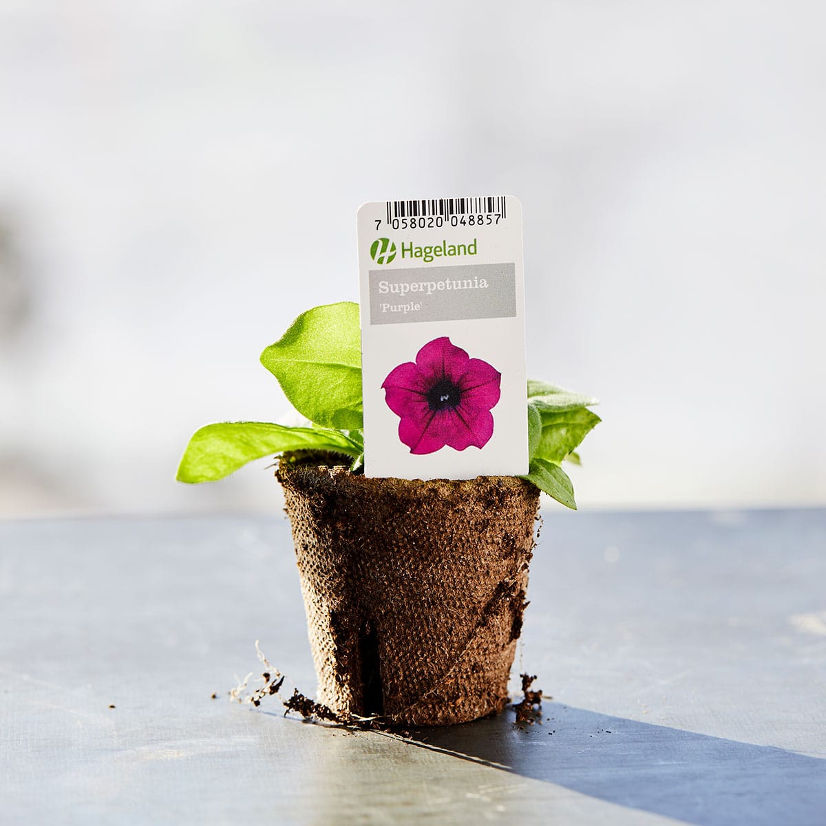 Petunia finnes i mange farger. Den vokser utbredt og blir ca 30 cm høy. Trives best på en lun plass i sol/halvskygge.