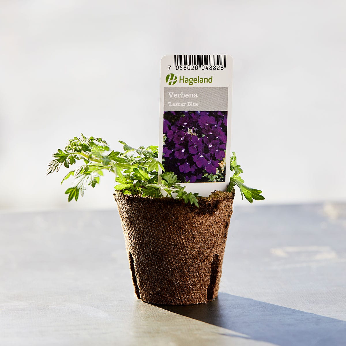 Hageverbena er en svært blomsterrik sommerblomst med hengende og utstrakte grener/skudd.