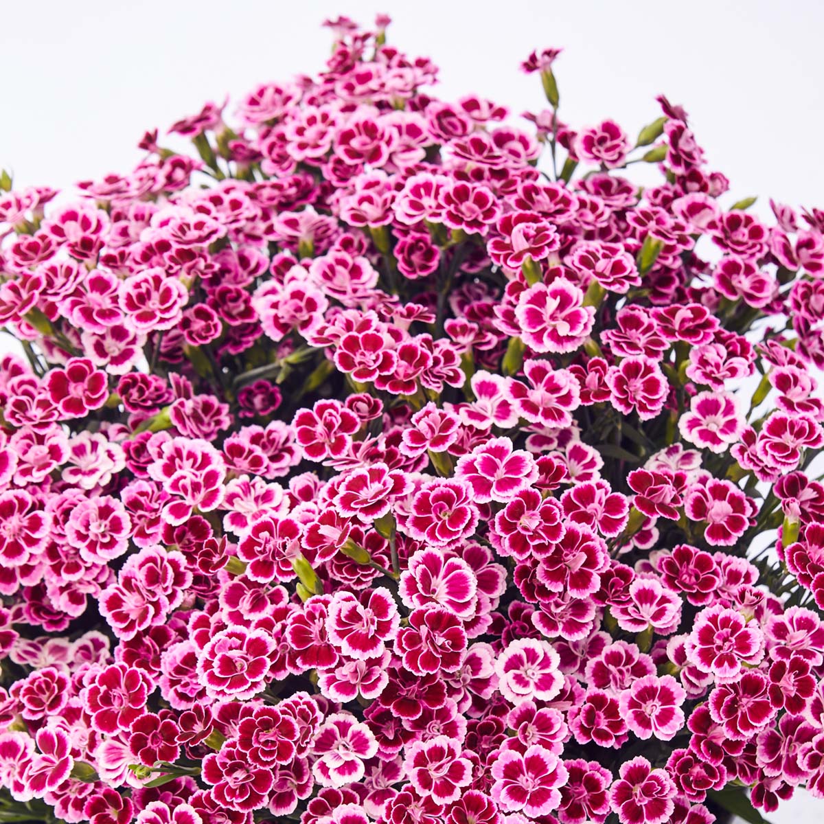Nellik 'Pink Kisses' er den mest populære nellik-sorten i Norge.