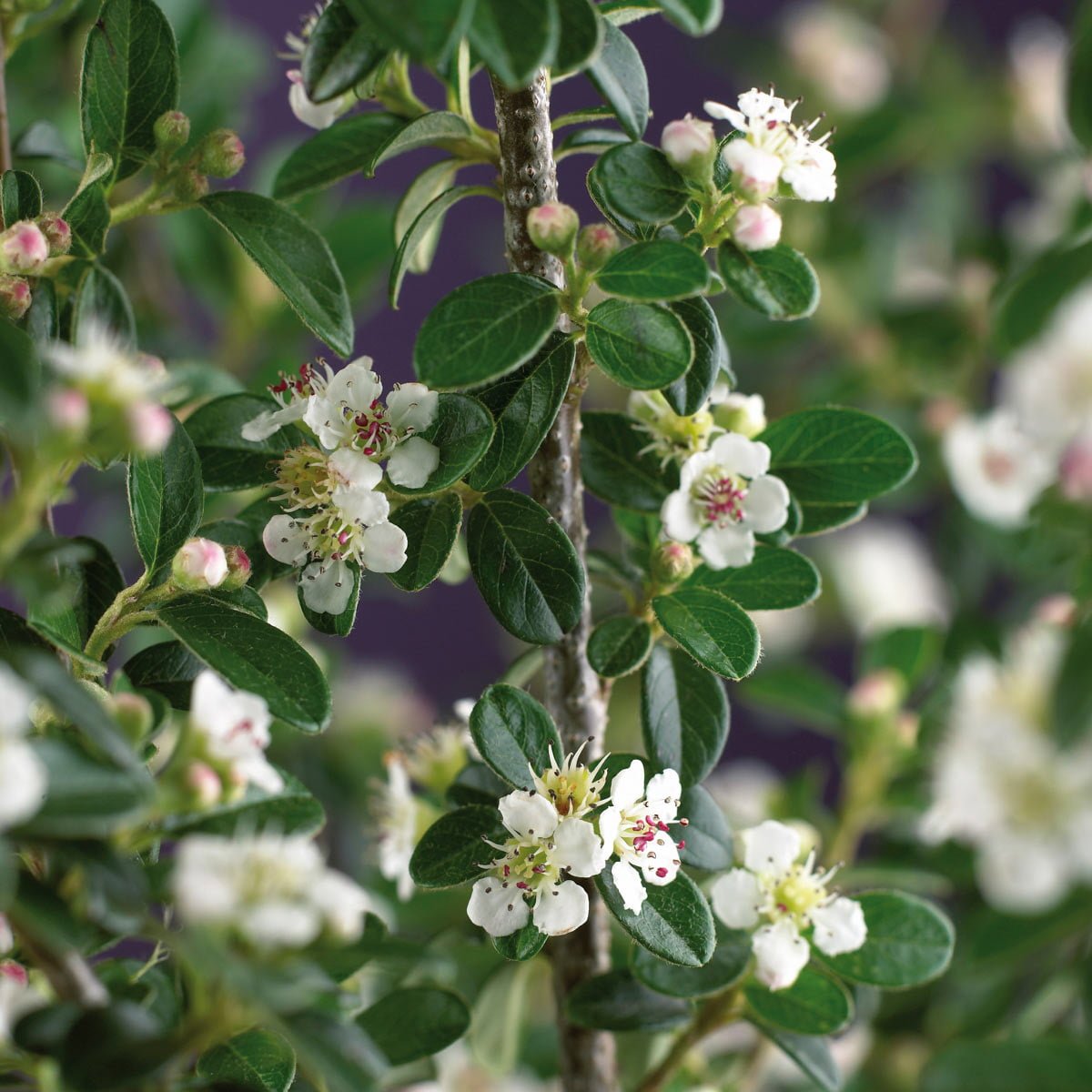 Skogholm vintermispel med hvite blomster og blankgrønne blader