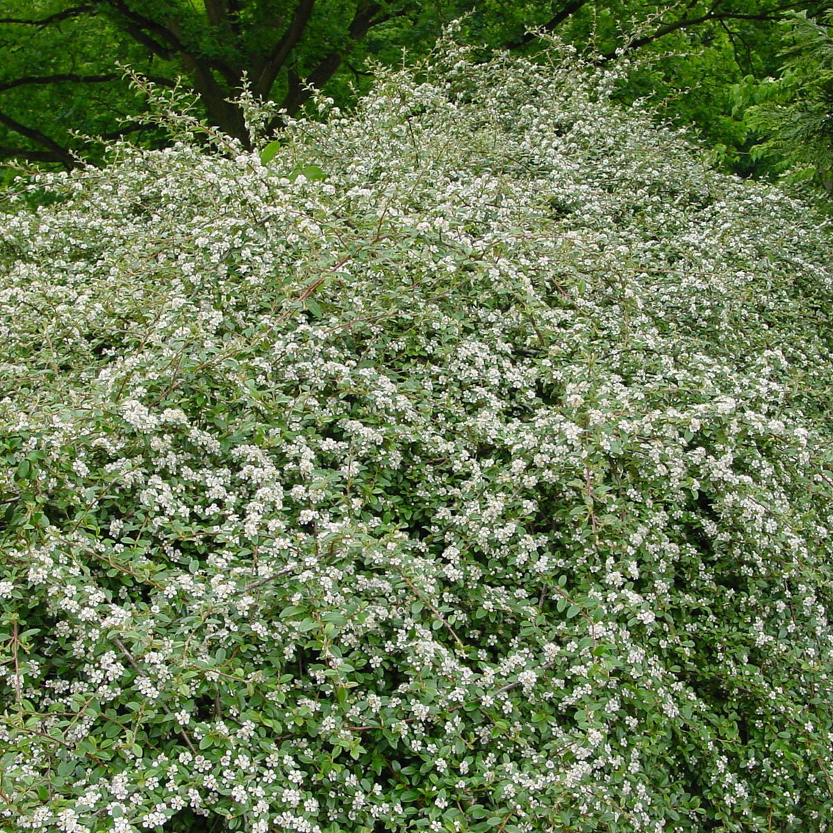 Vintermispel Skogholm