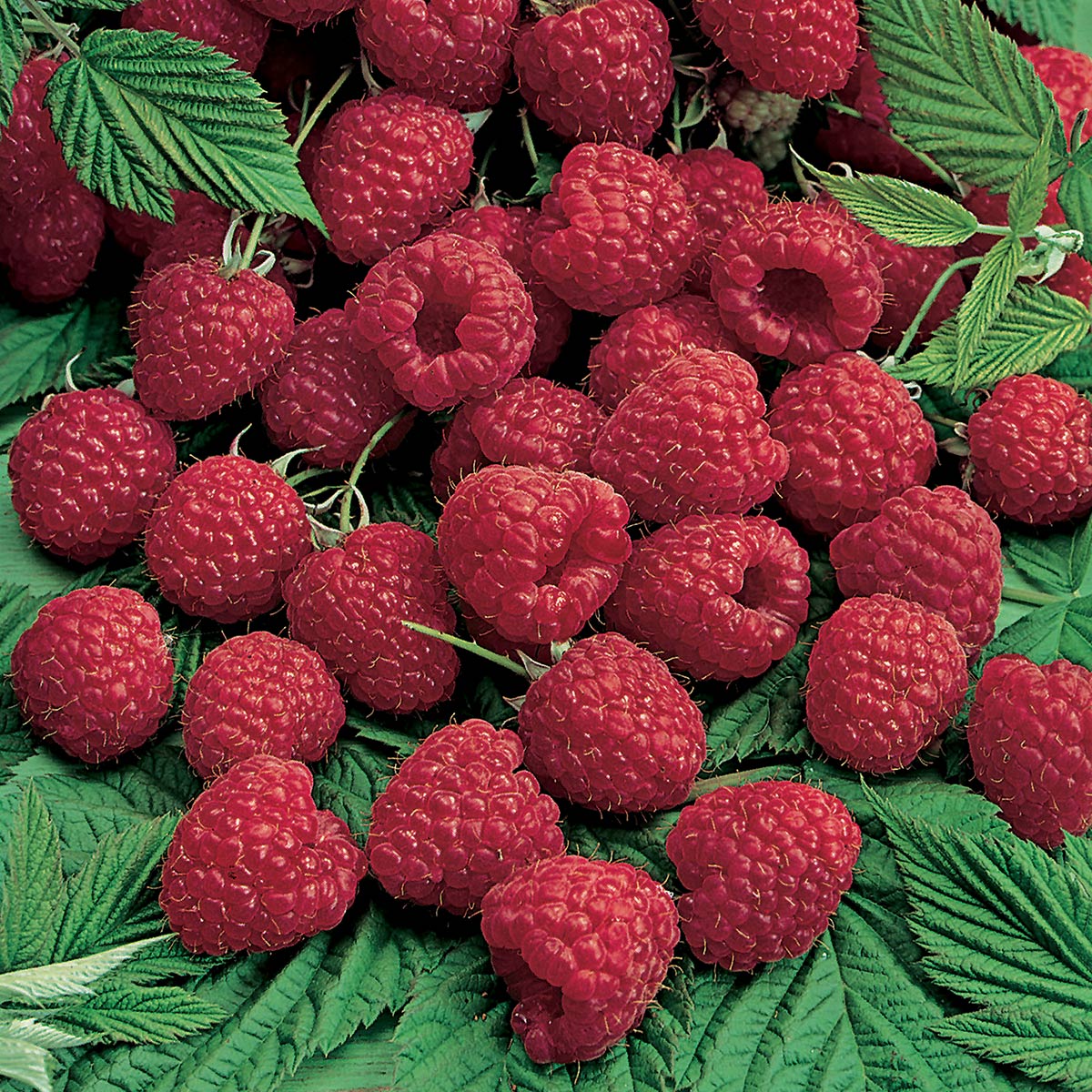 Modne røde bringebær