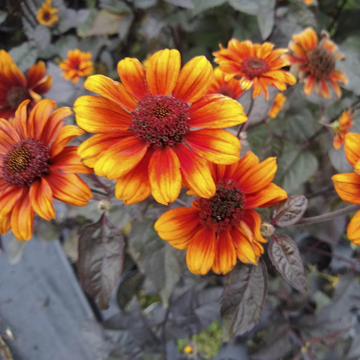 En staude med uvanlig fin fargekombinasjon! Mørk brune blader