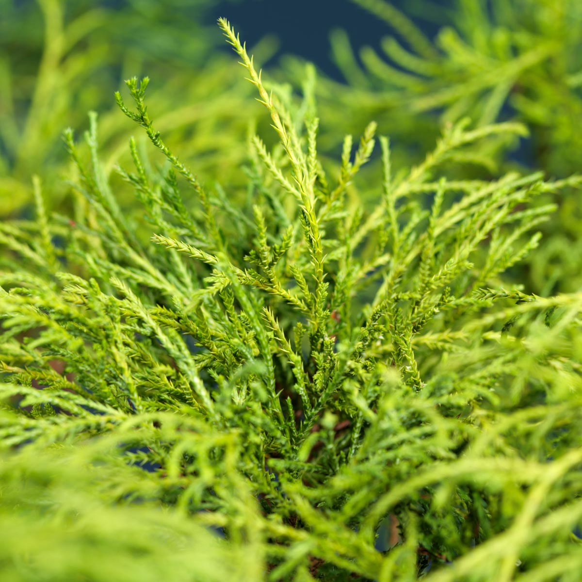 Lav dvergvekst med kulefasong. Trives best i sol/halvskygge på et godt drenert sted i moldrik jord