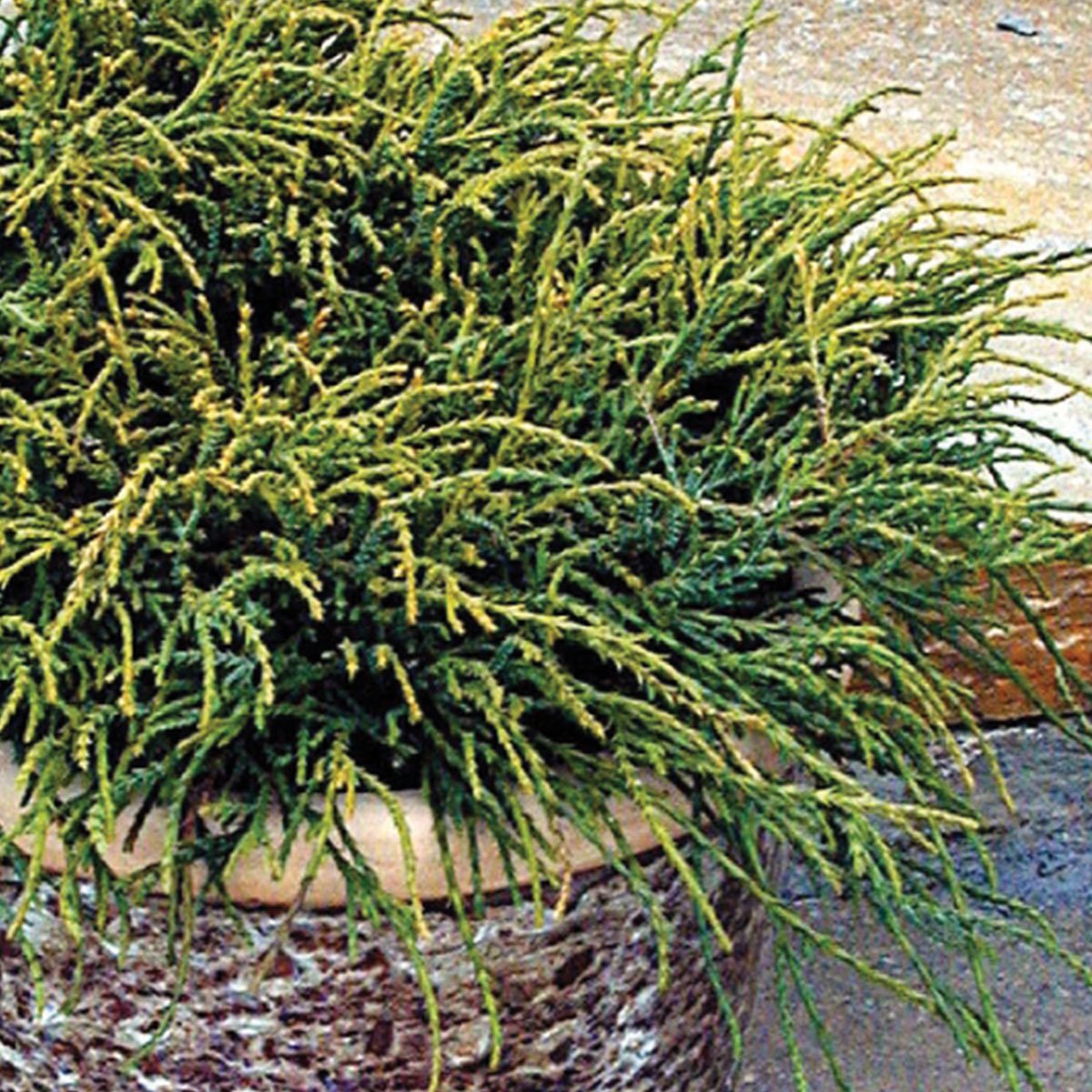 Ertesypress 'Filifera Nana'