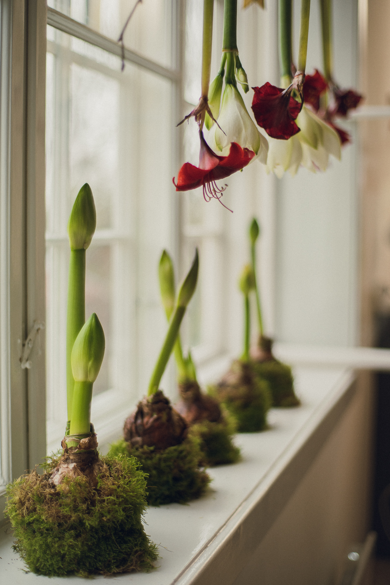 Amaryllis juleblomster