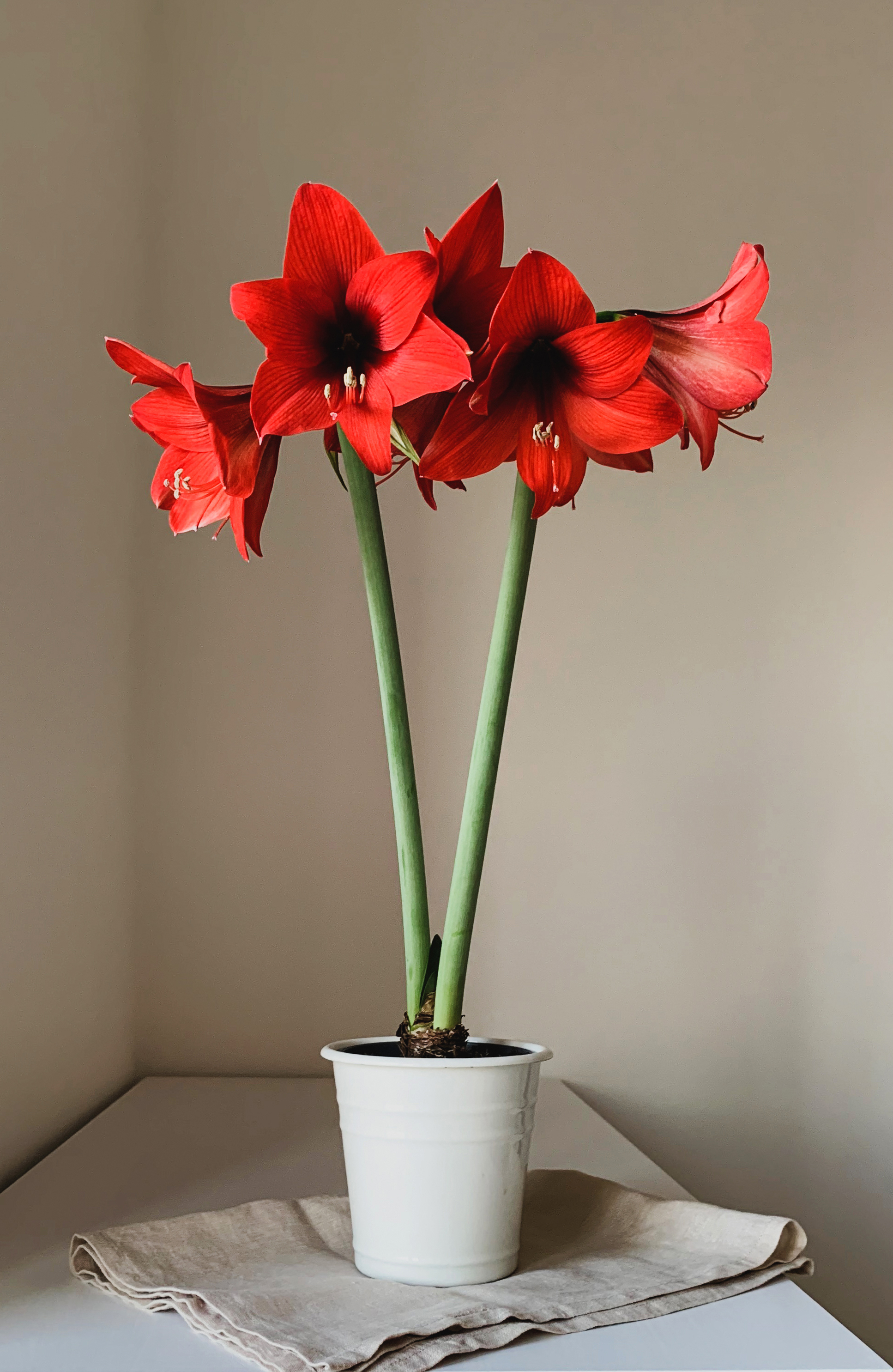 Amaryllis juleblomster