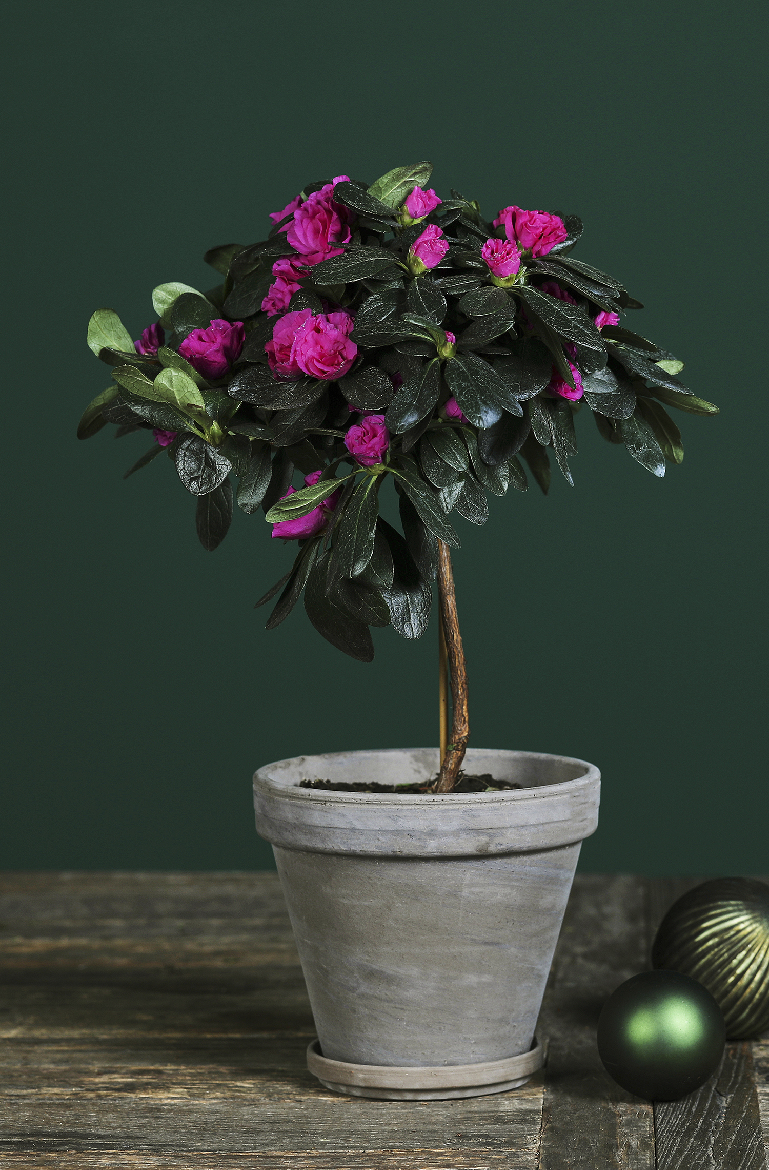 Azalea juleblomster